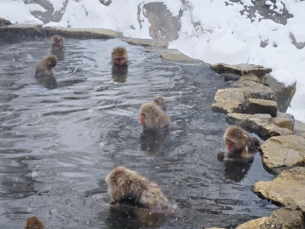 スノーモンキー（長野）